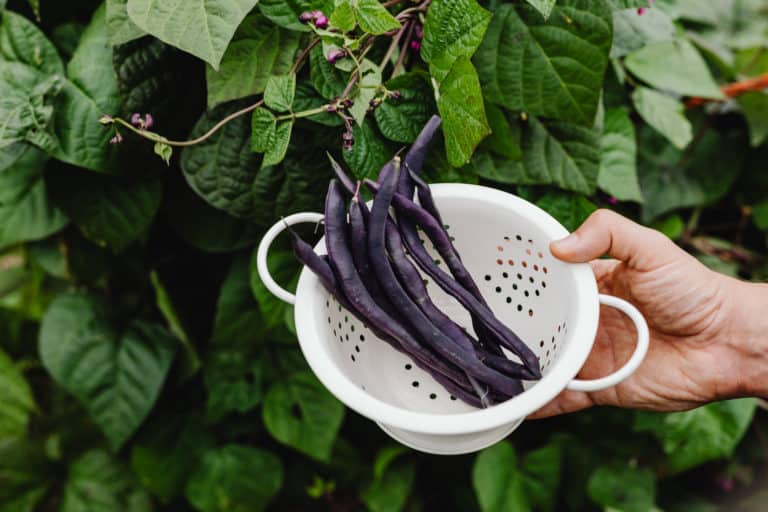 How to Start a Garden as a Beginner